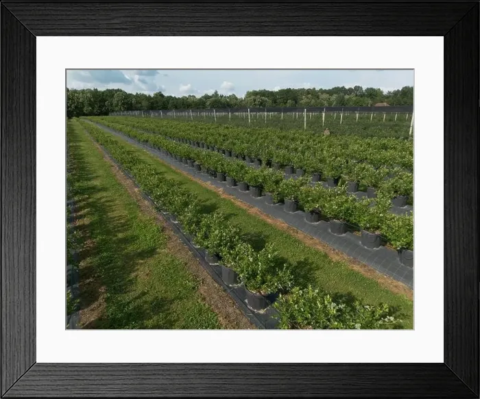 Framed Print : Modern Blueberry Orchard with Anti-hail nets Framed Print : Modern Blueberry Orchard with Anti-hail nets