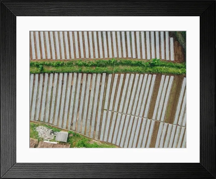 Framed Print : Aerial view of agricultural rice fields for cultivation in Yogyakarta area, Indonesia Framed Print : Aerial view of agricultural rice fields for cultivation in Yogyakarta area, Indonesia