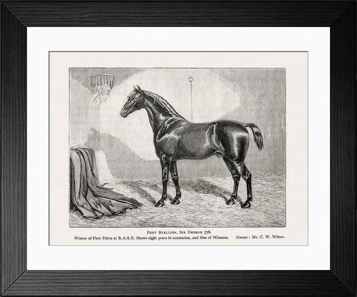 Framed Print : Vintage horse illustration from a 19th-century book on light horse breeds Framed Print : Vintage horse illustration from a 19th-century book on light horse breeds