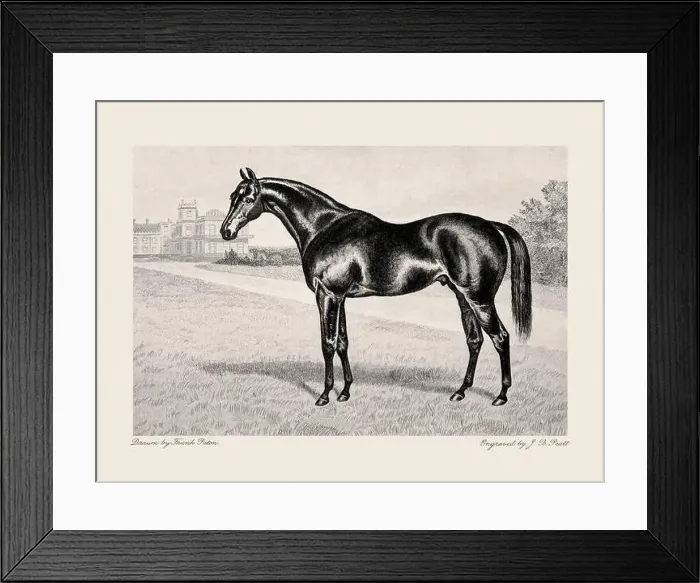 Framed Print : Vintage horse illustration from a 19th-century book on light horse breeds Framed Print : Vintage horse illustration from a 19th-century book on light horse breeds