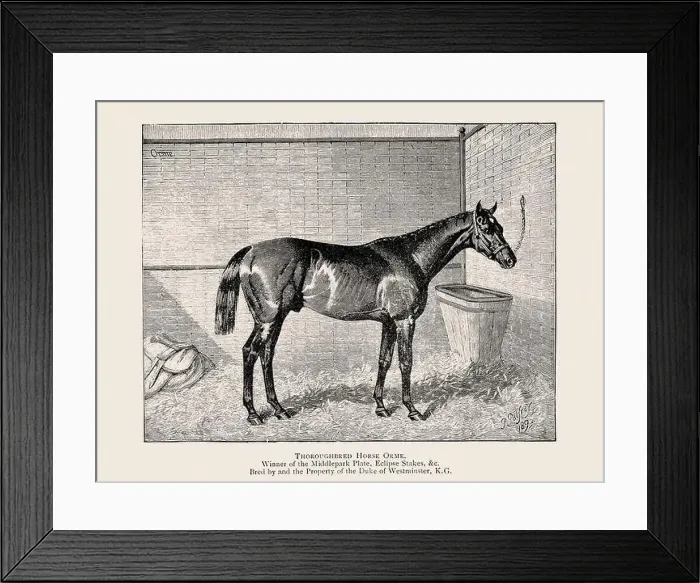 Framed Print : Vintage horse illustration from a 19th-century book on light horse breeds Framed Print : Vintage horse illustration from a 19th-century book on light horse breeds
