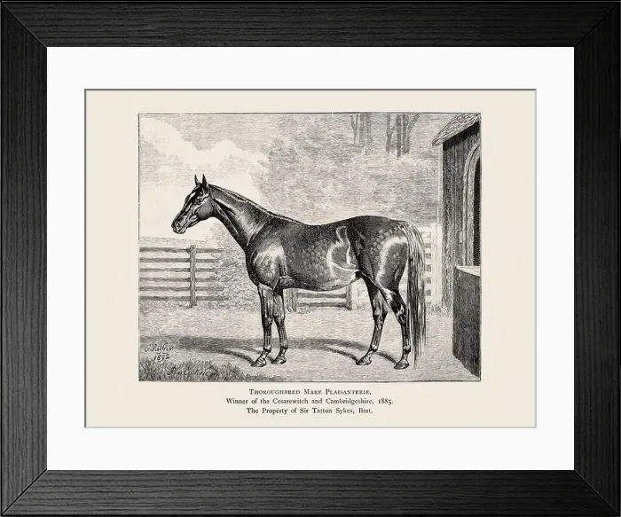 Framed Print : Vintage horse illustration from a 19th-century book on light horse breeds Framed Print : Vintage horse illustration from a 19th-century book on light horse breeds
