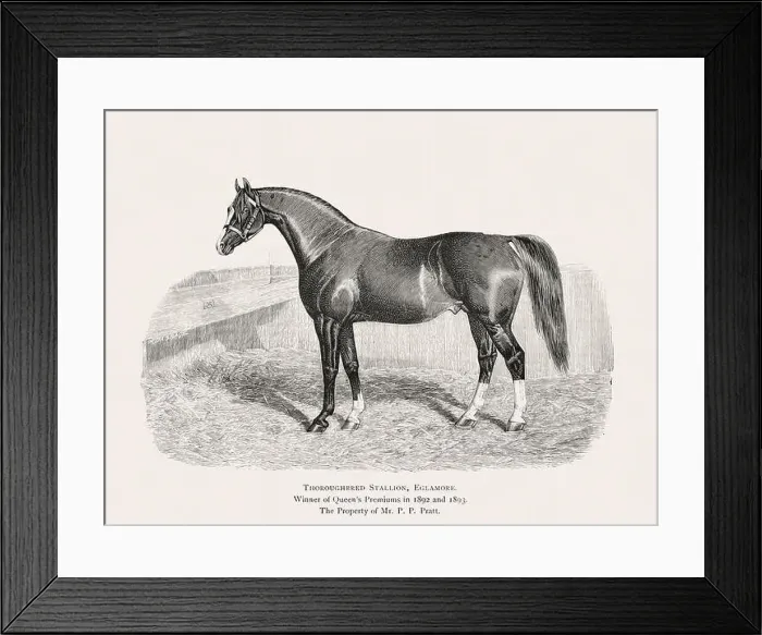 Framed Print : Vintage horse illustration from a 19th-century book on light horse breeds Framed Print : Vintage horse illustration from a 19th-century book on light horse breeds