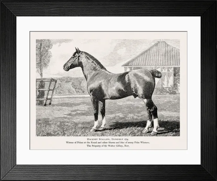 Framed Print : Vintage horse illustration from a 19th-century book on light horse breeds Framed Print : Vintage horse illustration from a 19th-century book on light horse breeds