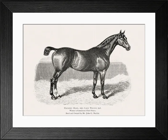 Framed Print : Vintage horse illustration from a 19th-century book on light horse breeds Framed Print : Vintage horse illustration from a 19th-century book on light horse breeds