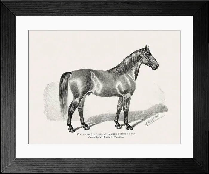 Framed Print : Vintage horse illustration from a 19th-century book on light horse breeds Framed Print : Vintage horse illustration from a 19th-century book on light horse breeds