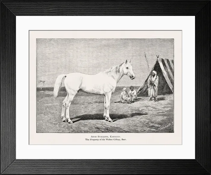 Framed Print : Vintage horse illustration from a 19th-century book on light horse breeds Framed Print : Vintage horse illustration from a 19th-century book on light horse breeds