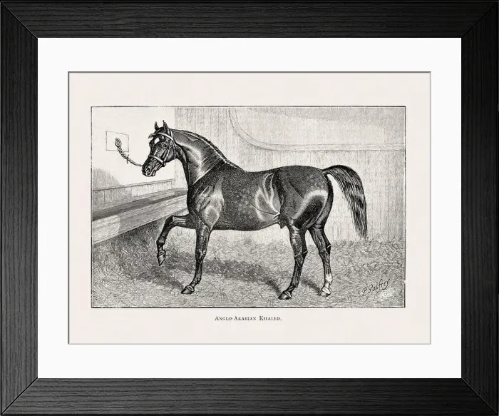 Framed Print : Vintage horse illustration from a 19th-century book on light horse breeds Framed Print : Vintage horse illustration from a 19th-century book on light horse breeds