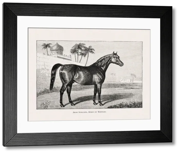 Framed Print : Vintage horse illustration from a 19th-century book on light horse breeds Framed Print : Vintage horse illustration from a 19th-century book on light horse breeds
