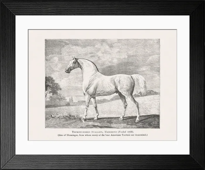 Framed Print : Vintage horse illustration from a 19th-century book on light horse breeds Framed Print : Vintage horse illustration from a 19th-century book on light horse breeds