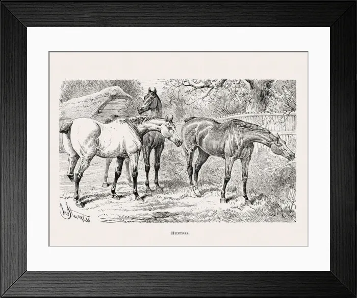 Framed Print : Vintage horse illustration from a 19th-century book on light horse breeds Framed Print : Vintage horse illustration from a 19th-century book on light horse breeds