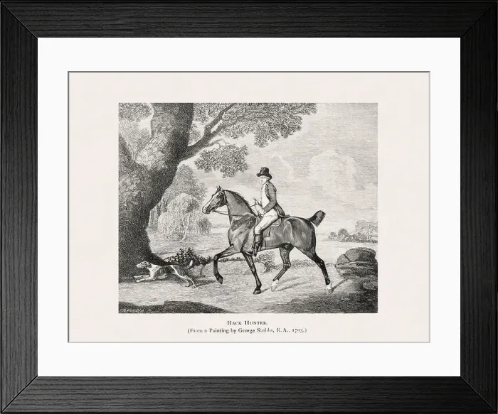 Framed Print : Vintage horse illustration from a 19th-century book on light horse breeds Framed Print : Vintage horse illustration from a 19th-century book on light horse breeds