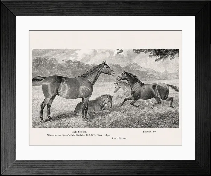 Framed Print : Vintage horse illustration from a 19th-century book on light horse breeds Framed Print : Vintage horse illustration from a 19th-century book on light horse breeds