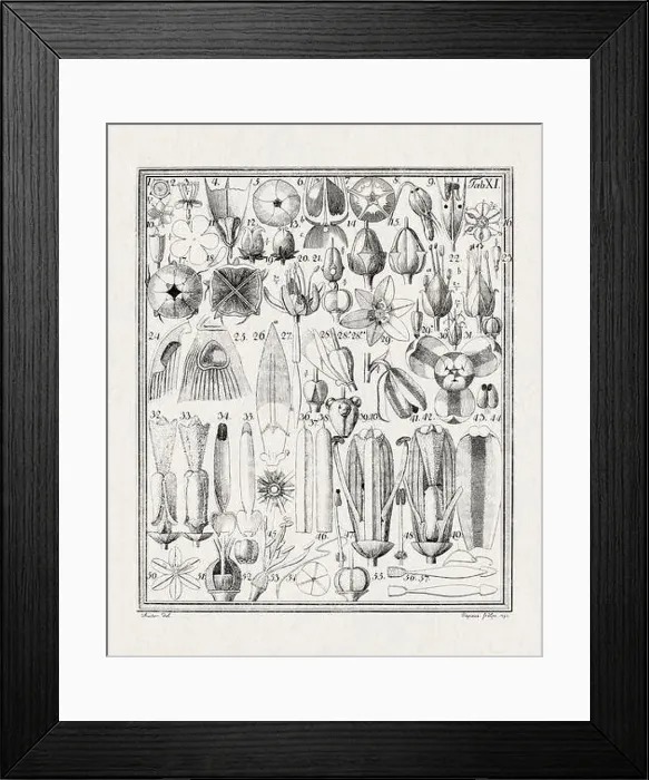 Framed Print : Botanical illustration of flowers from a German book published in 1793 Framed Print : Botanical illustration of flowers from a German book published in 1793
