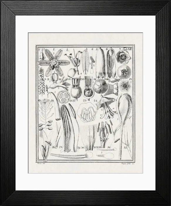 Framed Print : Botanical illustration of flowers from a German book published in 1793 Framed Print : Botanical illustration of flowers from a German book published in 1793