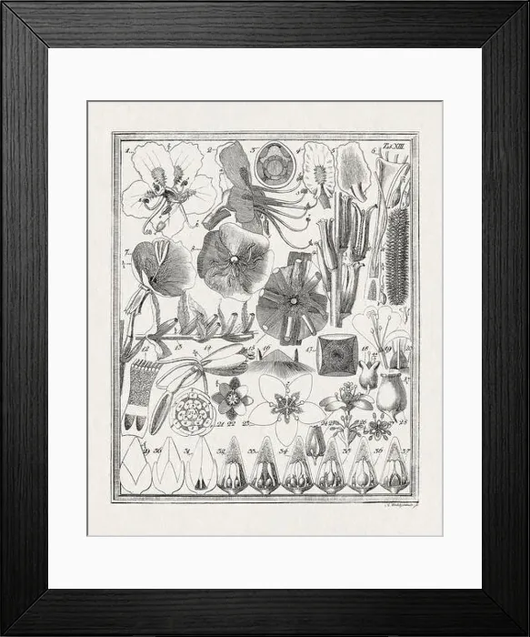 Framed Print : Botanical illustration of flowers from a German book published in 1793 Framed Print : Botanical illustration of flowers from a German book published in 1793