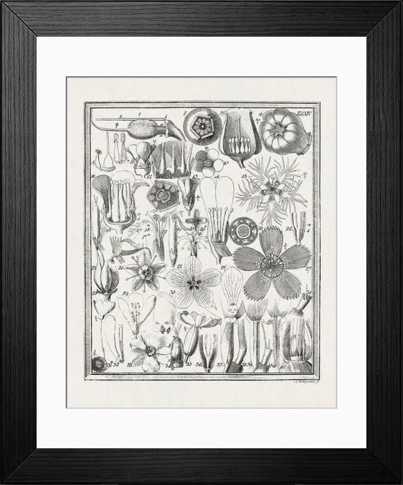 Framed Print : Botanical illustration of flowers from a German book published in 1793 Framed Print : Botanical illustration of flowers from a German book published in 1793