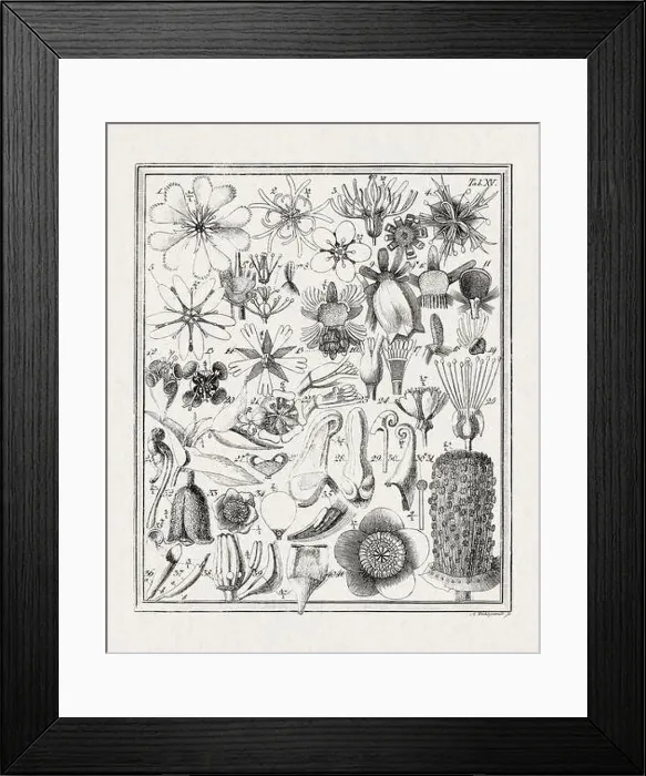Framed Print : Botanical illustration of flowers from a German book published in 1793