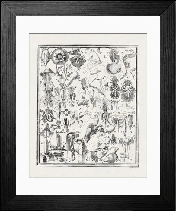 Framed Print : Botanical illustration of flowers from a German book published in 1793 Framed Print : Botanical illustration of flowers from a German book published in 1793