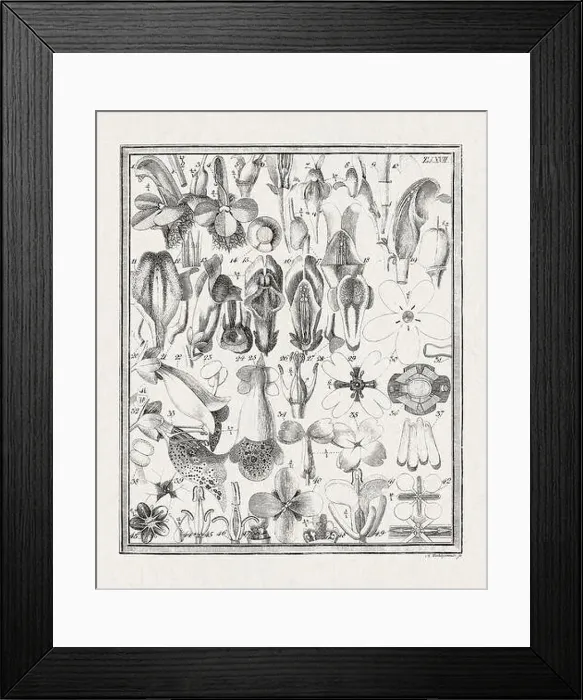 Framed Print : Botanical illustration of flowers from a German book published in 1793 Framed Print : Botanical illustration of flowers from a German book published in 1793