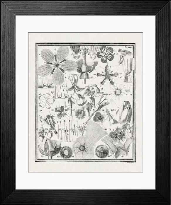 Framed Print : Botanical illustration of flowers from a German book published in 1793
