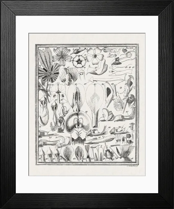 Framed Print : Botanical illustration of flowers from a German book published in 1793 Framed Print : Botanical illustration of flowers from a German book published in 1793