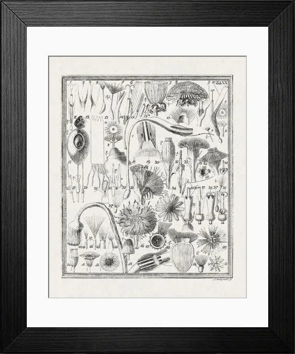 Framed Print : Botanical illustration of flowers from a German book published in 1793
