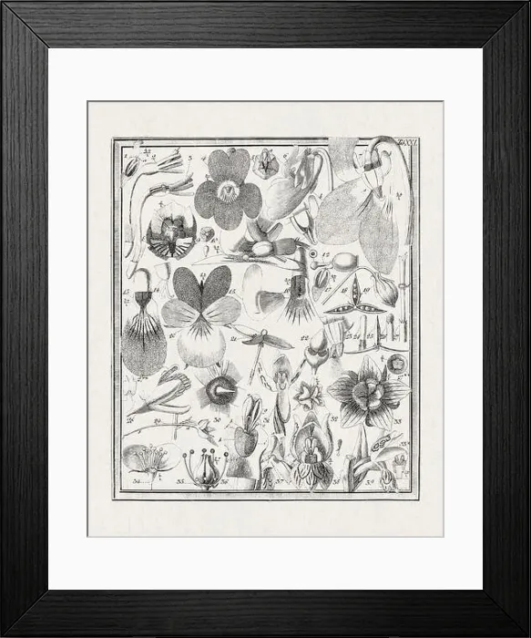 Framed Print : Botanical illustration of flowers from a German book published in 1793 Framed Print : Botanical illustration of flowers from a German book published in 1793