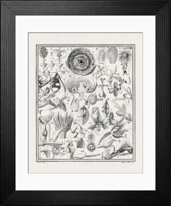 Framed Print : Botanical illustration of flowers from a German book published in 1793 Framed Print : Botanical illustration of flowers from a German book published in 1793