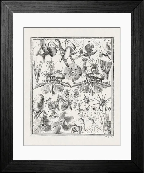 Framed Print : Botanical illustration of flowers from a German book published in 1793 Framed Print : Botanical illustration of flowers from a German book published in 1793
