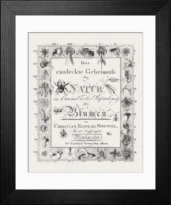 Framed Print : Botanical Title Page from a German book published in 1793 Framed Print : Botanical Title Page from a German book published in 1793