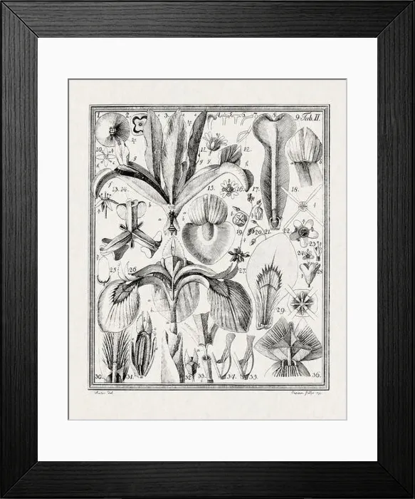 Framed Print : Botanical illustration of flowers from a German book published in 1793 Framed Print : Botanical illustration of flowers from a German book published in 1793