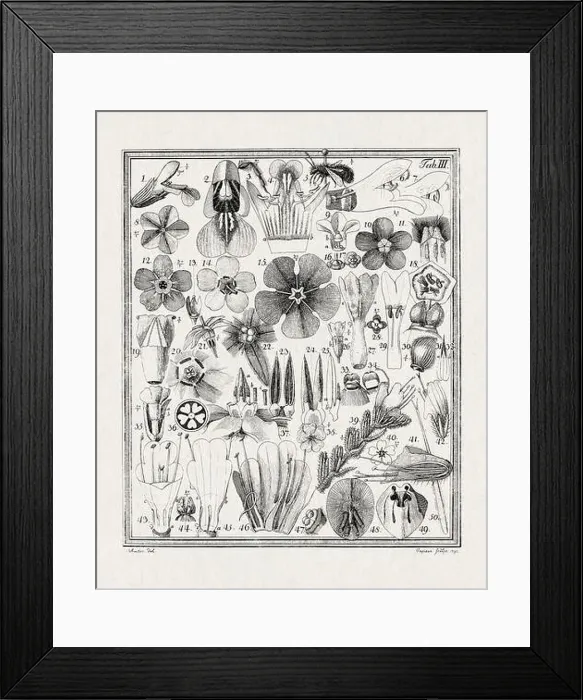 Framed Print : Botanical illustration of flowers from a German book published in 1793 Framed Print : Botanical illustration of flowers from a German book published in 1793