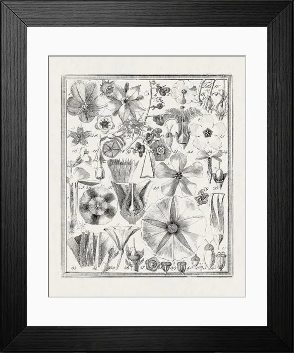 Framed Print : Botanical illustration of flowers from a German book published in 1793 Framed Print : Botanical illustration of flowers from a German book published in 1793