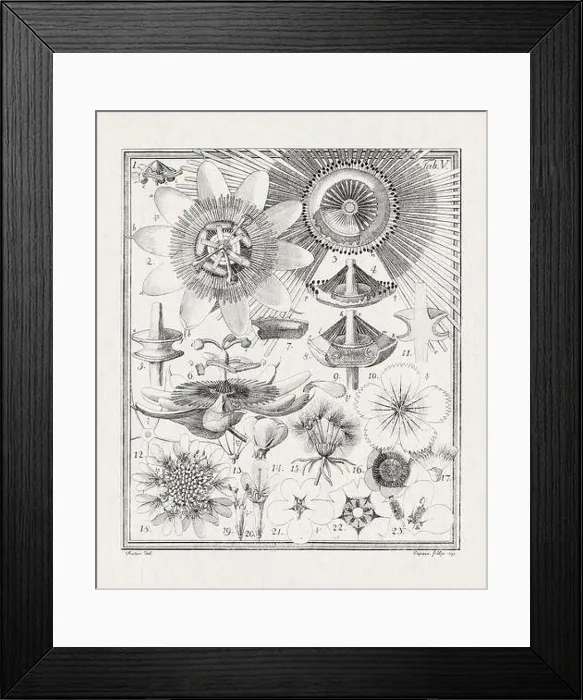 Framed Print : Botanical illustration of flowers from a German book published in 1793 Framed Print : Botanical illustration of flowers from a German book published in 1793