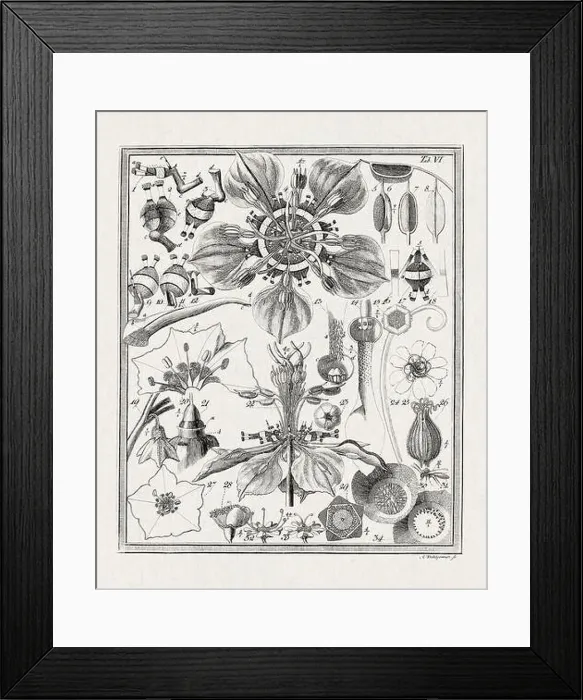 Framed Print : Botanical illustration of flowers from a German book published in 1793 Framed Print : Botanical illustration of flowers from a German book published in 1793