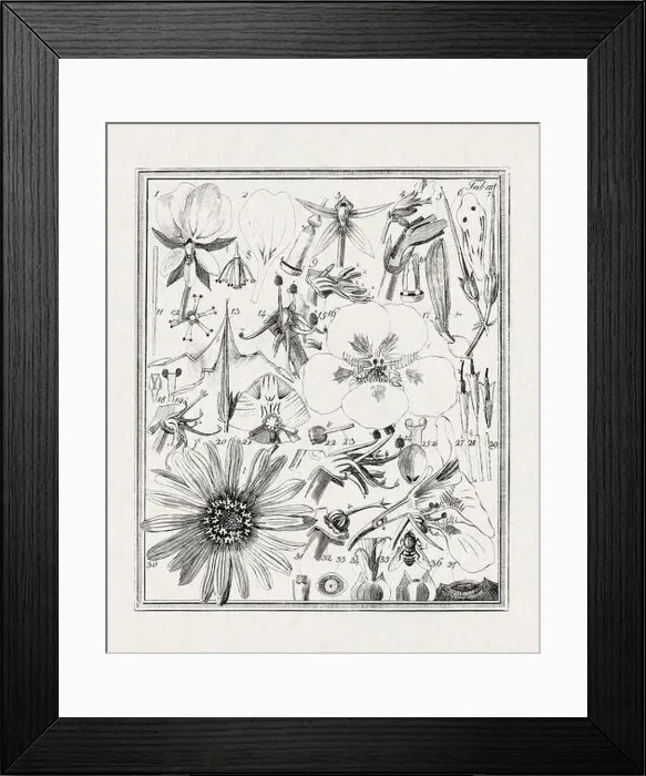 Framed Print : Botanical illustration of flowers from a German book published in 1793 Framed Print : Botanical illustration of flowers from a German book published in 1793