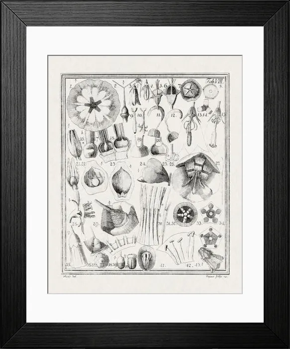 Framed Print : Botanical illustration of flowers from a German book published in 1793 Framed Print : Botanical illustration of flowers from a German book published in 1793