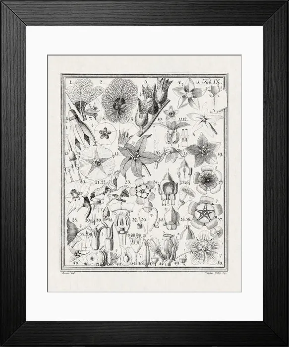 Framed Print : Botanical illustration of flowers from a German book published in 1793 Framed Print : Botanical illustration of flowers from a German book published in 1793