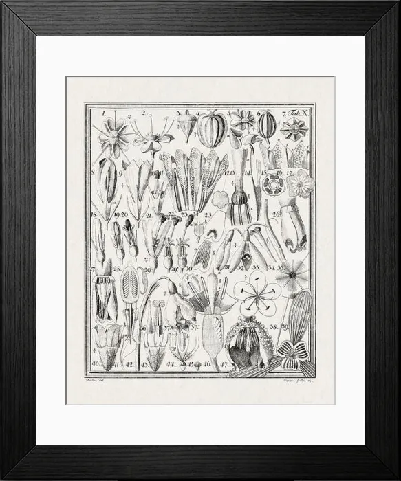 Framed Print : Botanical illustration of flowers from a German book published in 1793 Framed Print : Botanical illustration of flowers from a German book published in 1793