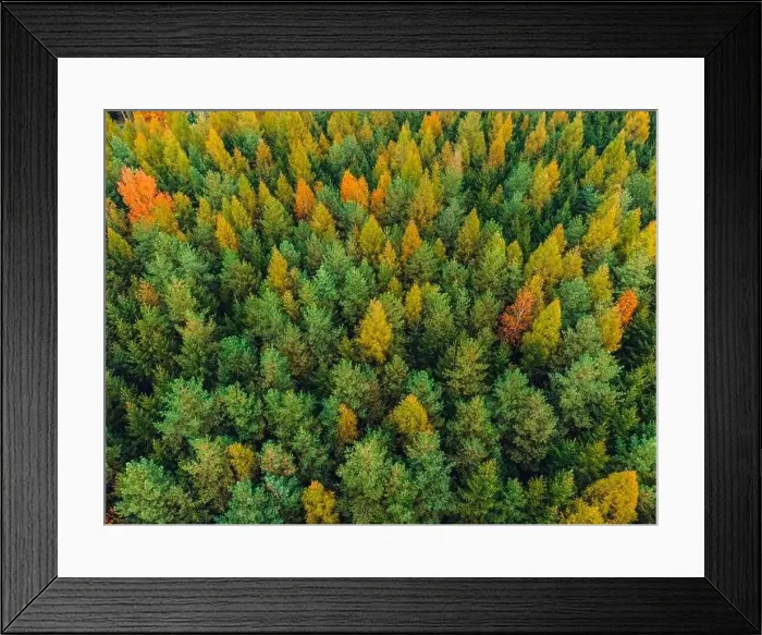 Framed Print : This drone shot captures a mixed forest transitioning into autumn Framed Print : This drone shot captures a mixed forest transitioning into autumn
