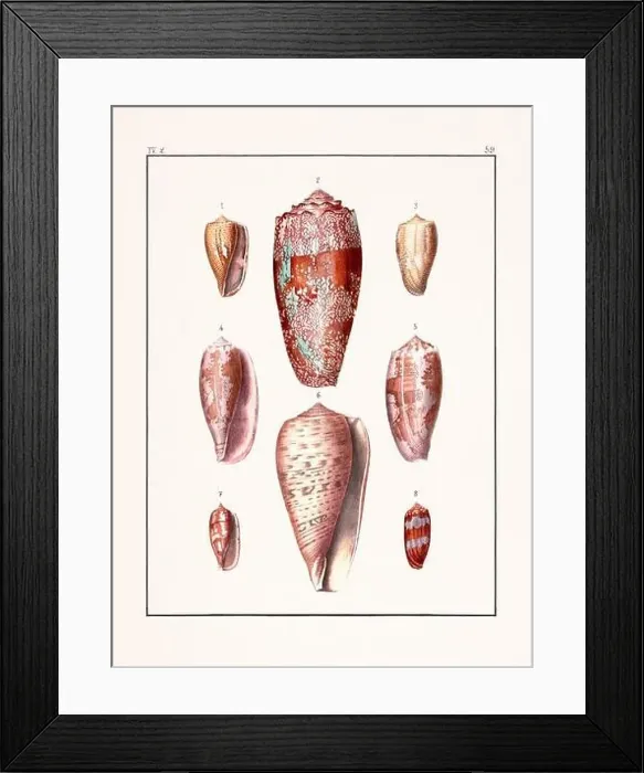 Framed Print : Collection of seashells. Vintage German illustration featuring seashells Framed Print : Collection of seashells. Vintage German illustration featuring seashells
