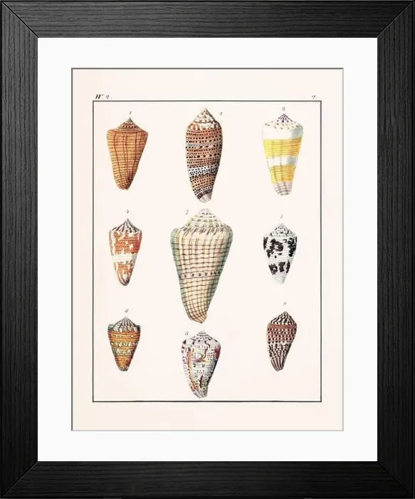 Framed Print : Collection of seashells. Vintage German illustration featuring seashells Framed Print : Collection of seashells. Vintage German illustration featuring seashells