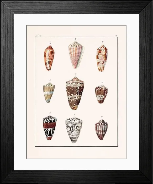 Framed Print : Collection of seashells. Vintage German illustration featuring seashells Framed Print : Collection of seashells. Vintage German illustration featuring seashells
