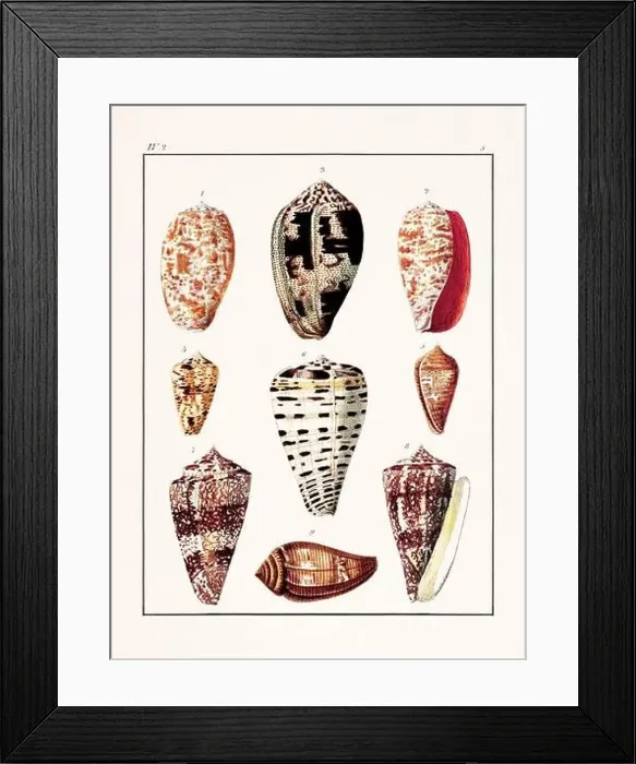 Framed Print : Collection of seashells. Vintage German illustration featuring seashells Framed Print : Collection of seashells. Vintage German illustration featuring seashells