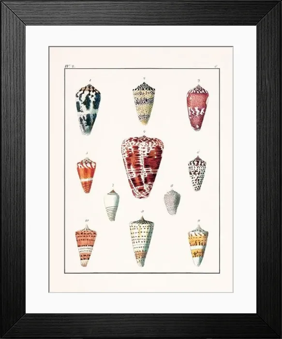 Framed Print : Collection of seashells. Vintage German illustration featuring seashells Framed Print : Collection of seashells. Vintage German illustration featuring seashells