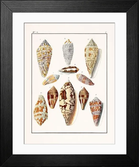 Framed Print : Collection of seashells. Vintage German illustration featuring seashells Framed Print : Collection of seashells. Vintage German illustration featuring seashells
