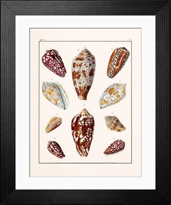 Framed Print : Collection of seashells. Vintage German illustration featuring seashells Framed Print : Collection of seashells. Vintage German illustration featuring seashells