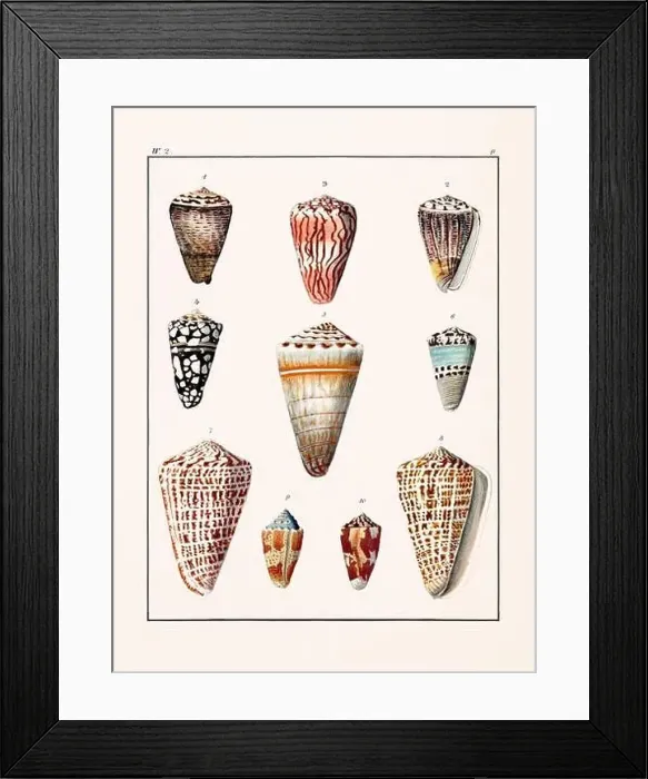Framed Print : Collection of seashells. Vintage German illustration featuring seashells Framed Print : Collection of seashells. Vintage German illustration featuring seashells