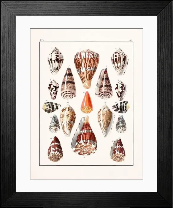 Framed Print : Collection of seashells. Vintage German illustration featuring seashells Framed Print : Collection of seashells. Vintage German illustration featuring seashells
